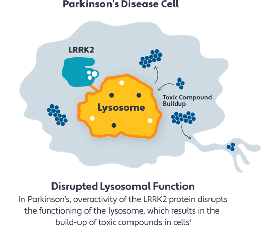 In Parkinson’s disease, the LRRK2 gene mutation disrupts the lysosome function, allowing toxins to build up within human cells